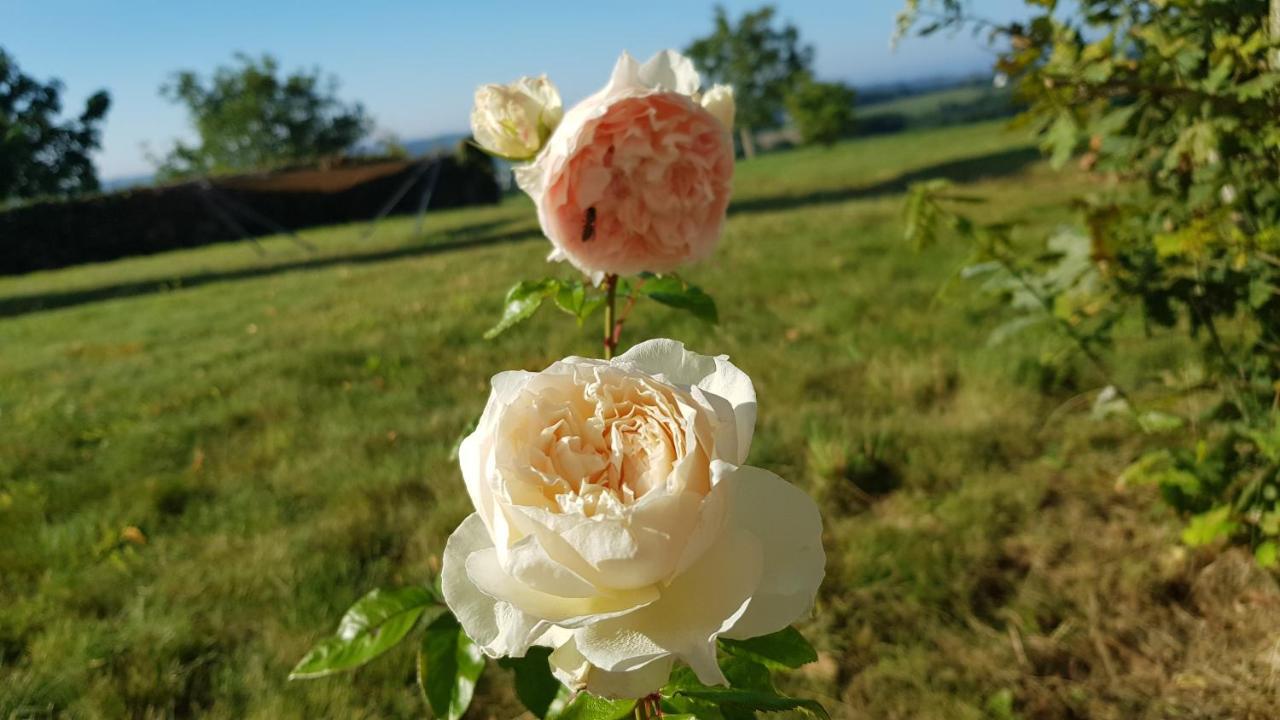 Belle Visnonia B&B Gluten Free & Traditional Béganne Dış mekan fotoğraf